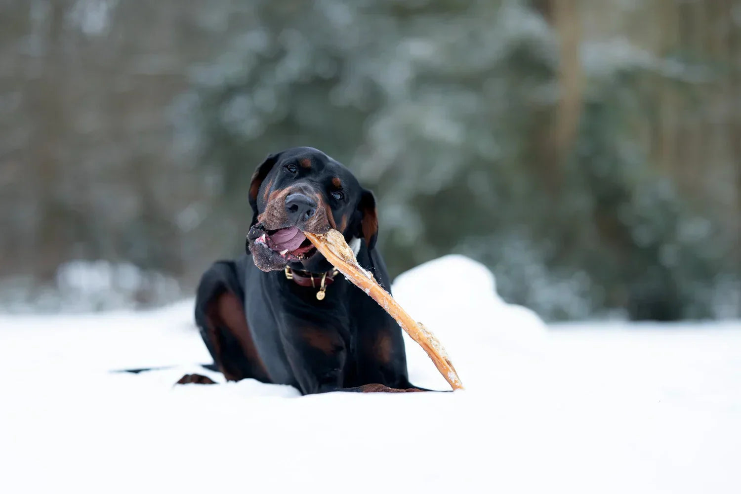 Zijn hondenbotten gevaarlijk? Dit moet je weten voor je een kauwsnack geeft