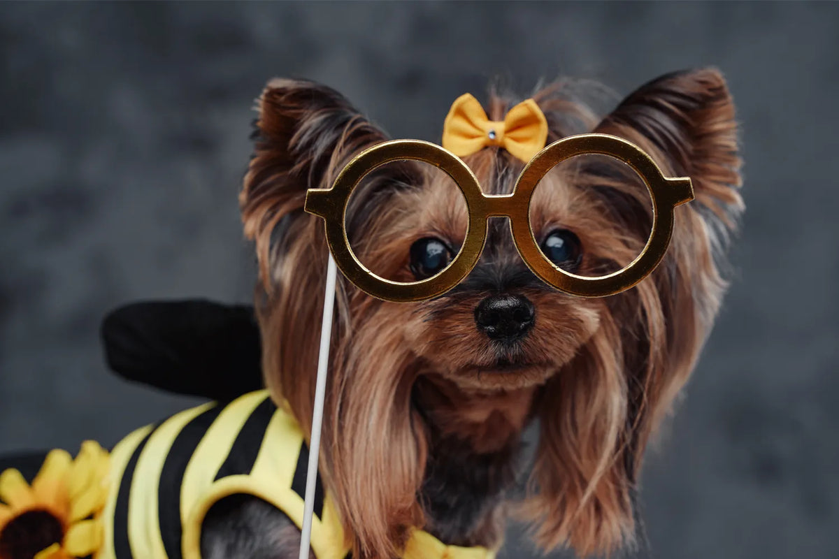 Mag een hond honing eten?