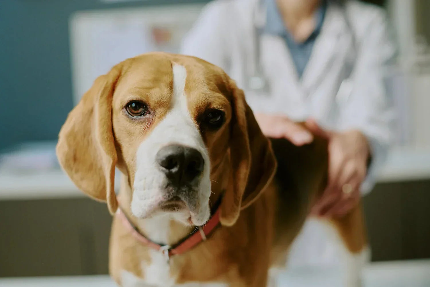 Hotspot bij honden: oorzaken, behandeling en voorkomen