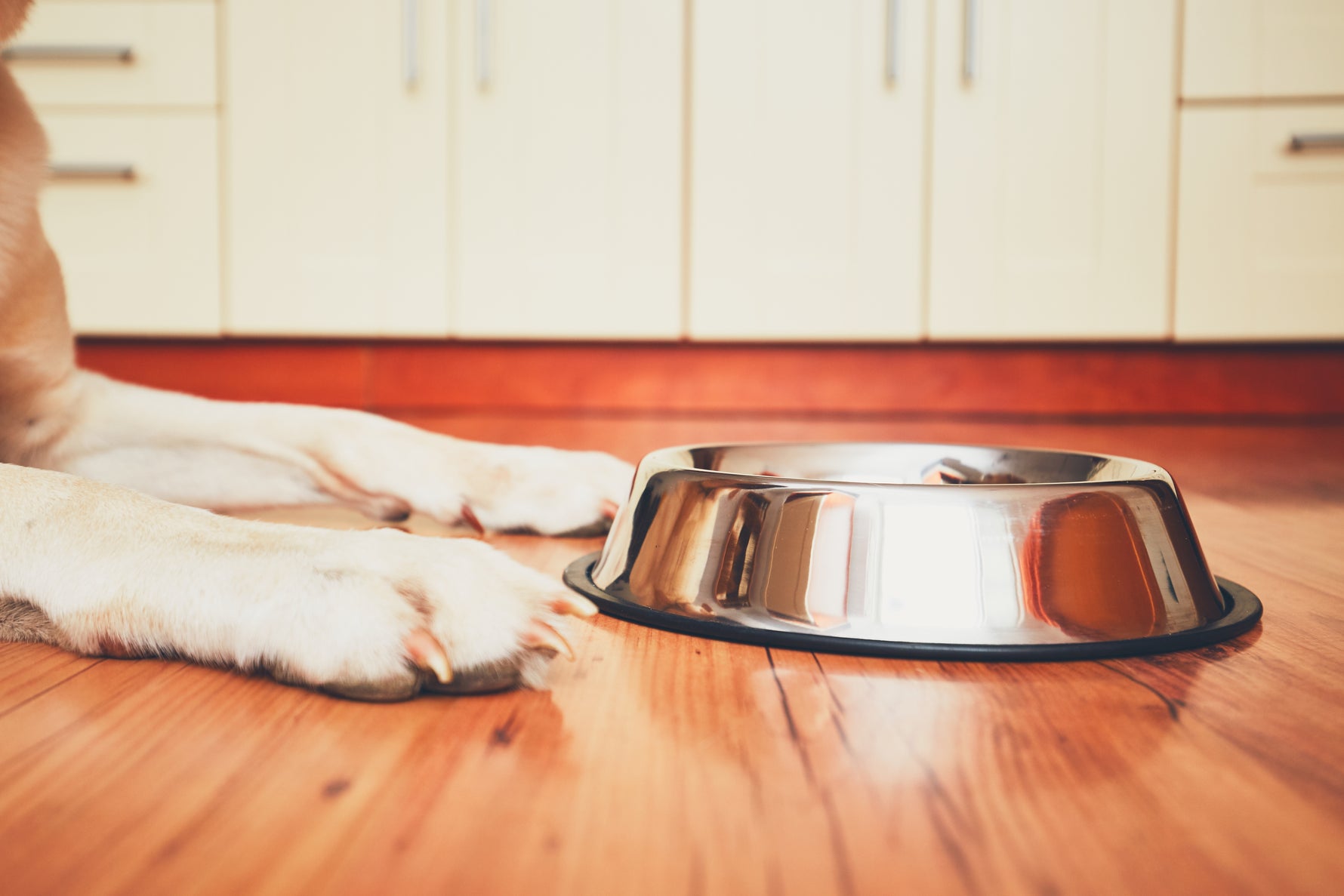 Hondengedrag: veilig voeren van je hond