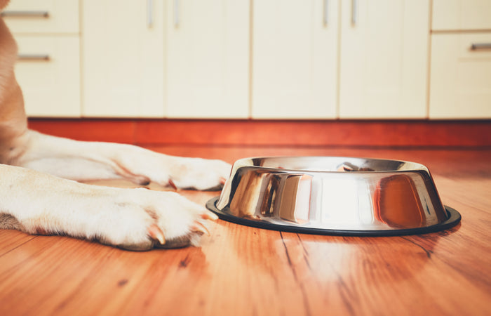 Hondengedrag: veilig voeren van je hond