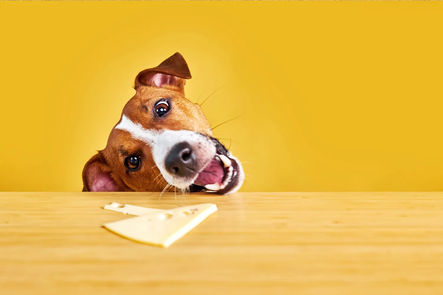 Mag een hond kaas eten?