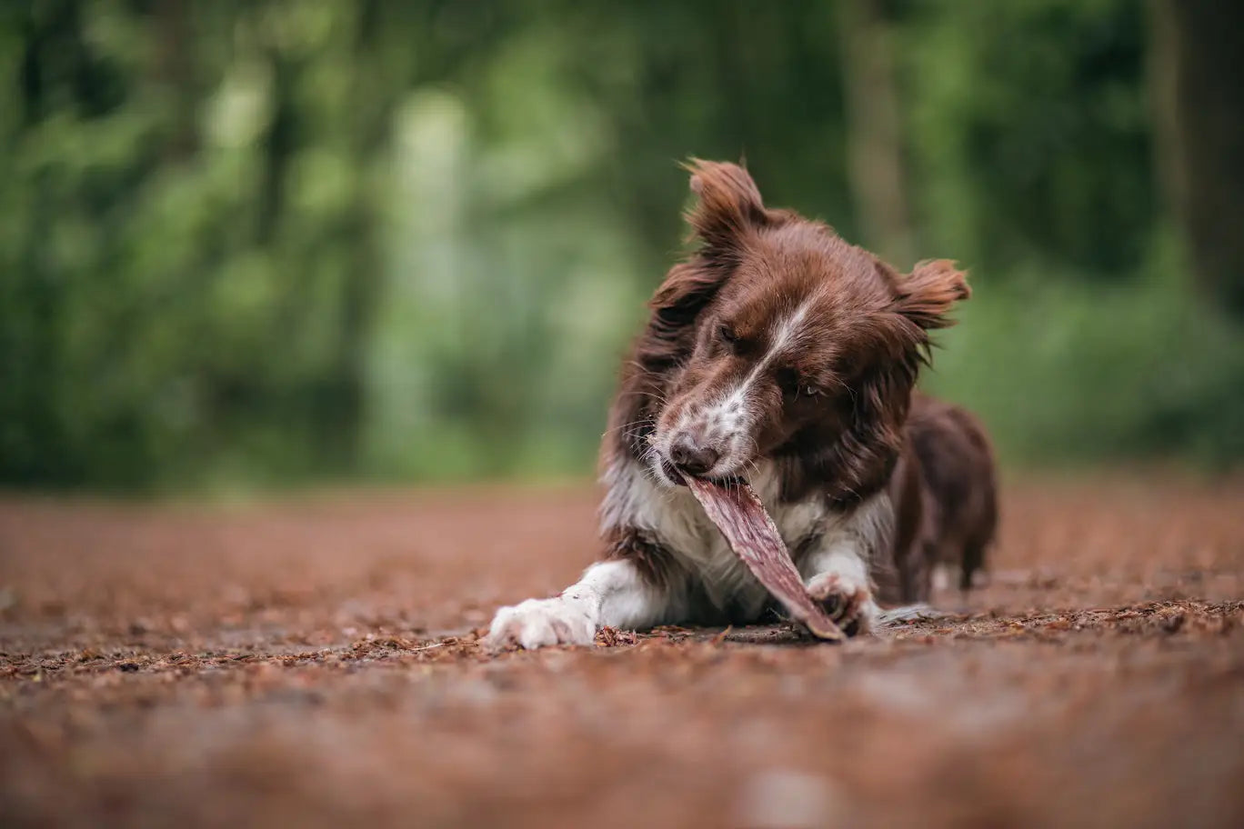 Veilig snacken van kauwsnacks