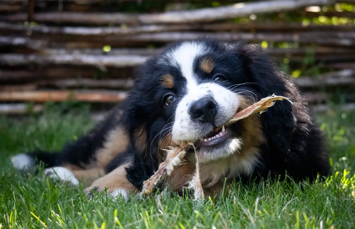Gezonde hond: snacks voor puppy’s