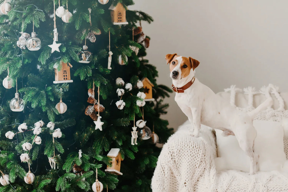 Veilig een kerstboom met je hond: waar moet je op letten?