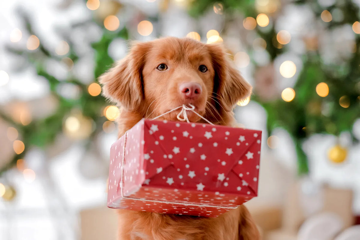 Kerstcadeau voor iemand met een hond? Geef een Bellobox