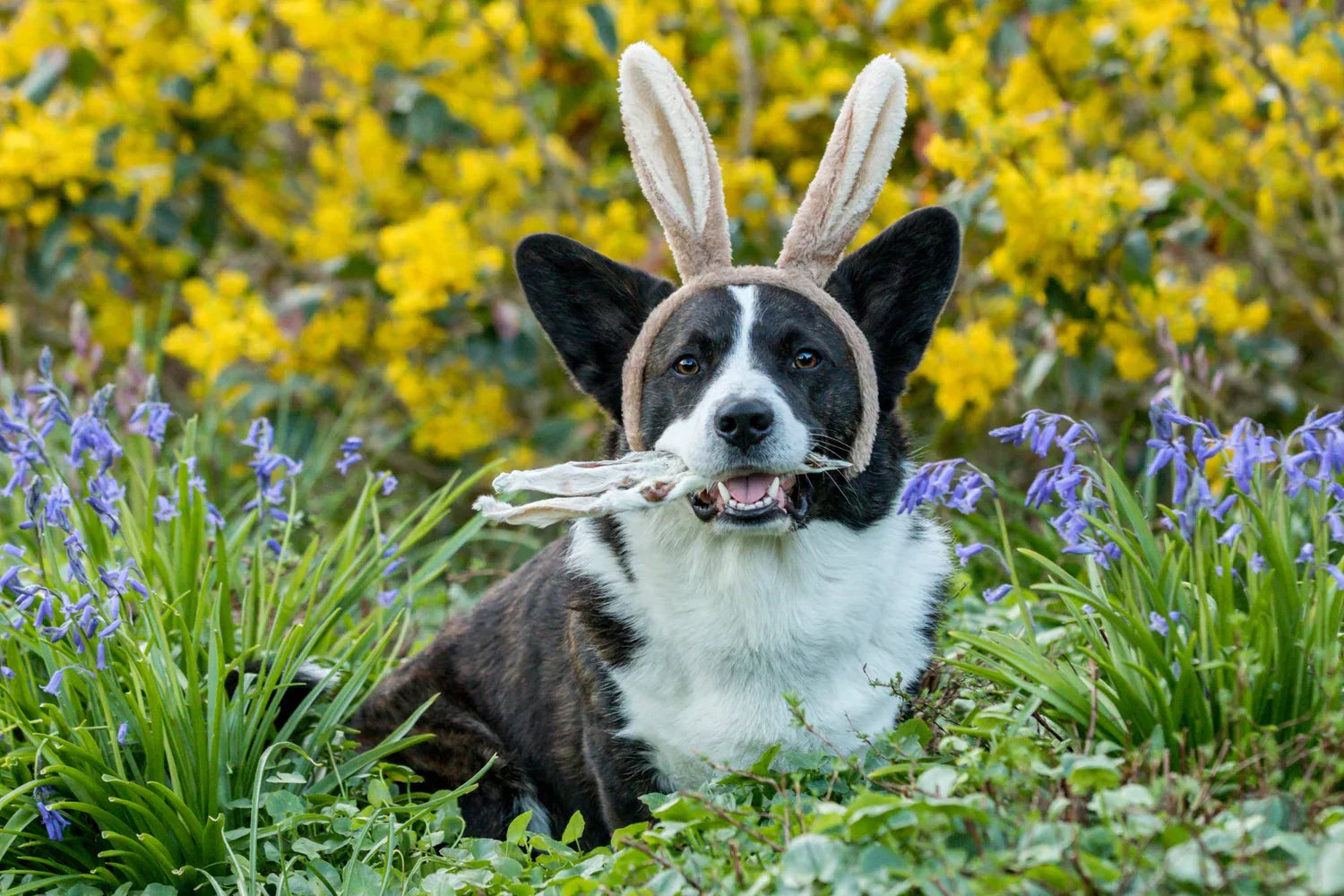 Konijnenoren voor honden: met of zonder vacht? Alles wat je moet weten