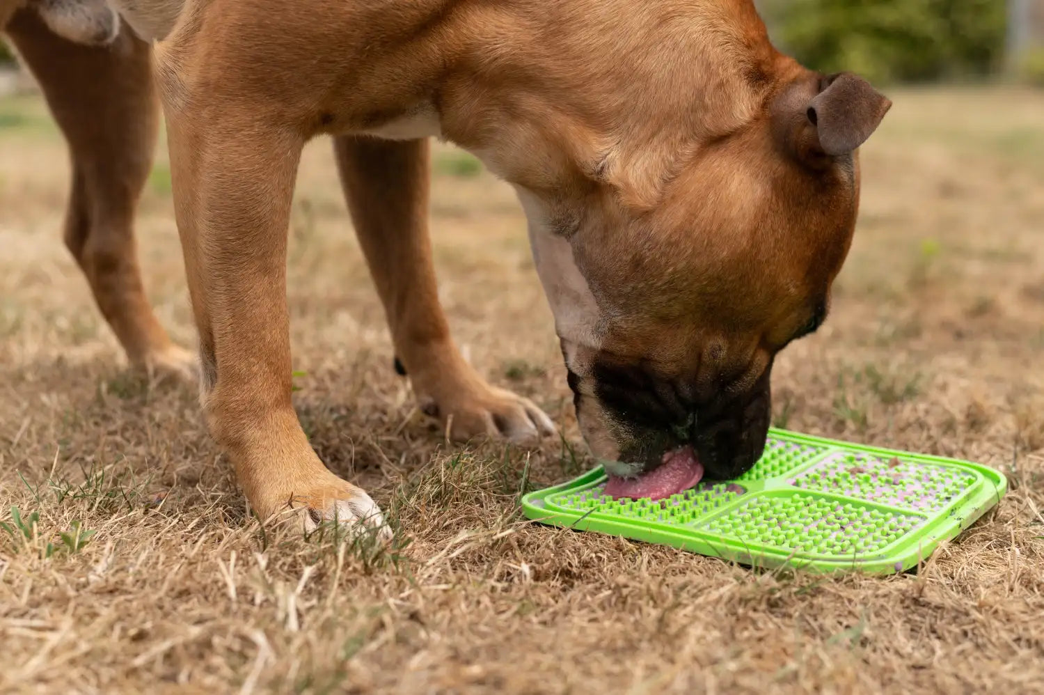 Gezonde hond: verkoelende hondensnacks voor de zomer