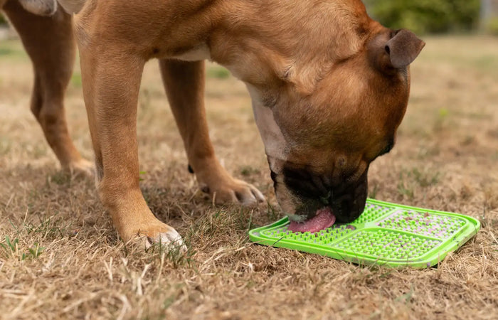 Gezonde hond: verkoelende hondensnacks voor de zomer