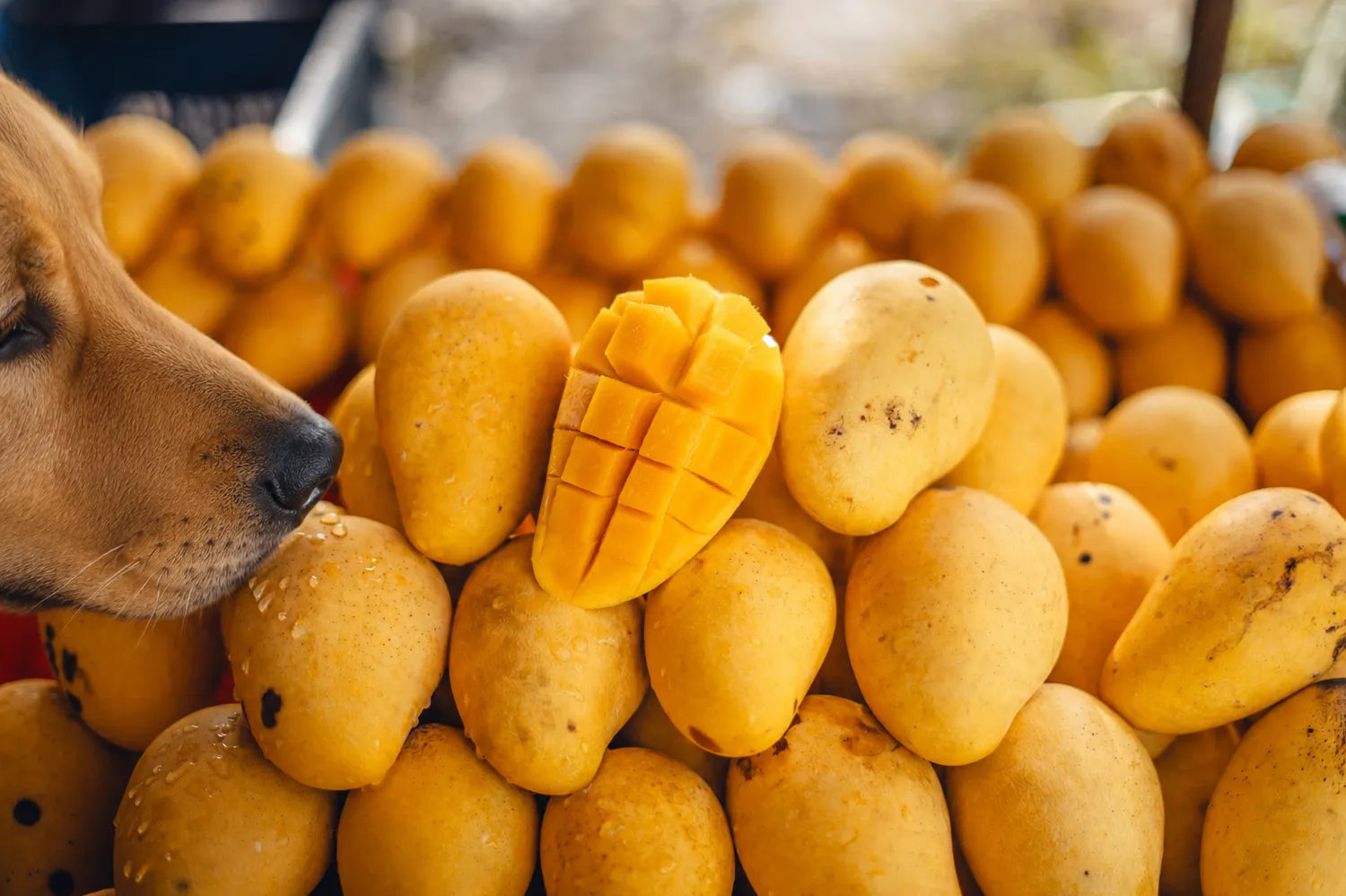 hond ruikt aan mango