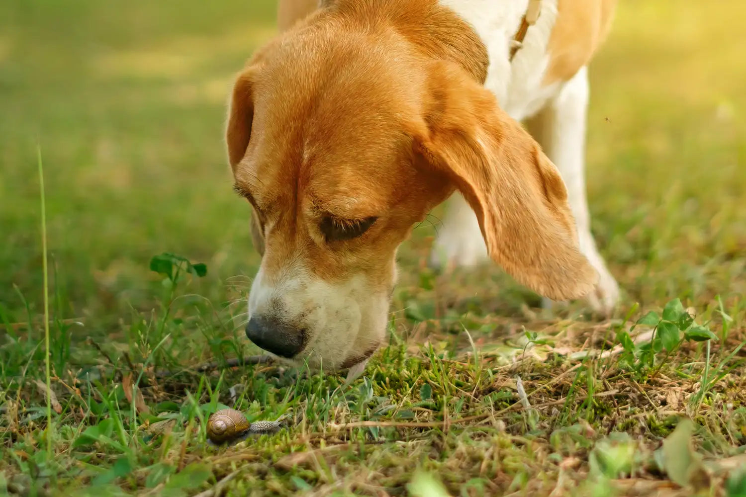 Help, mijn hond heeft een slak gegeten!