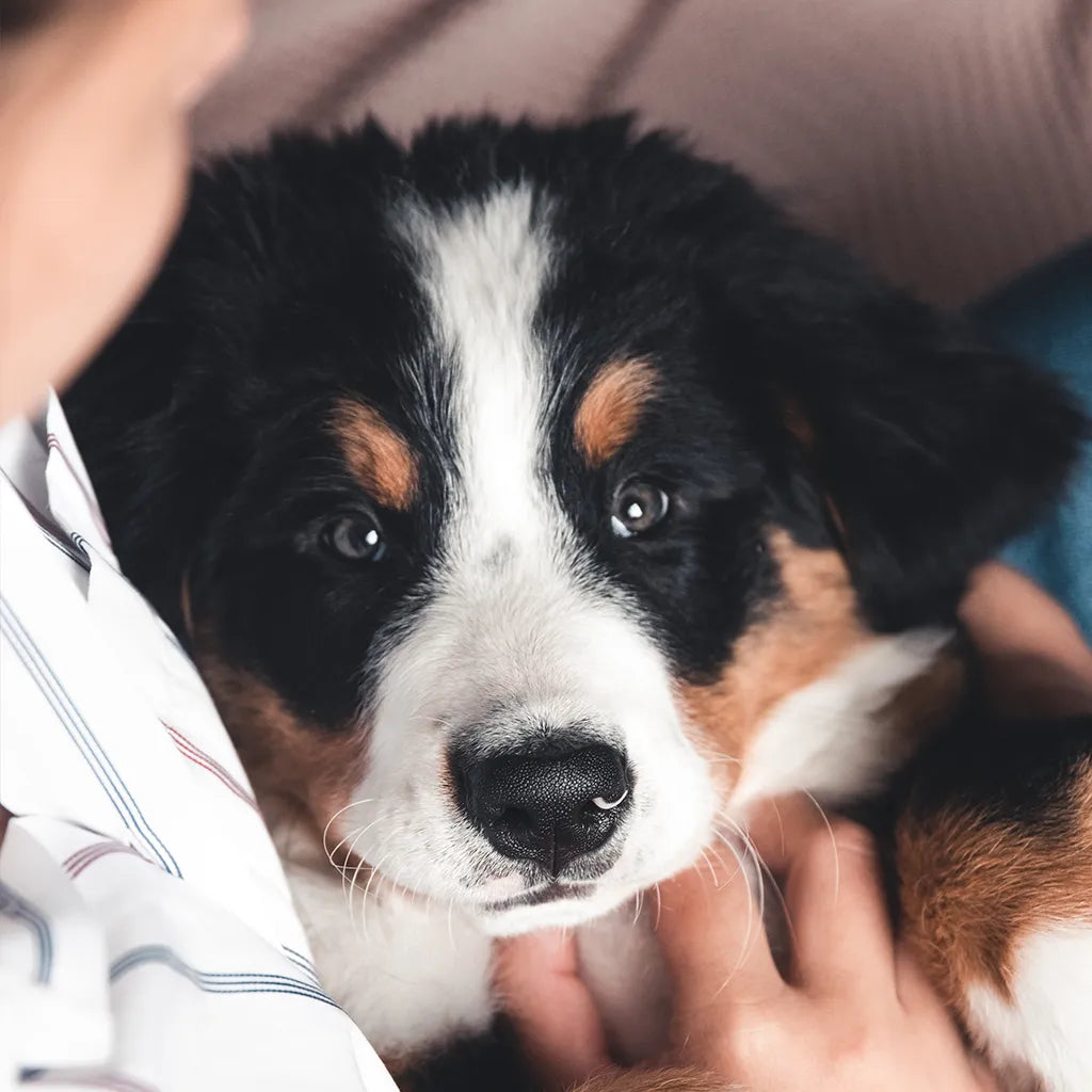Verder na verlies: hoe weet je of je klaar bent voor een nieuwe hond?