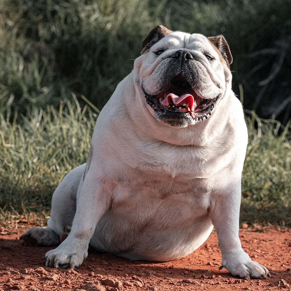 🐶 Obesitas bij honden: een zwaar onderwerp met serieuze gevolgen