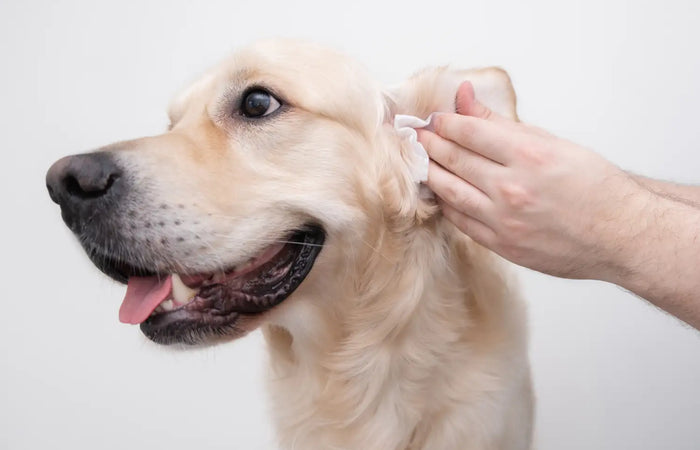 Gezondheidsproblemen bij honden: Oorontsteking