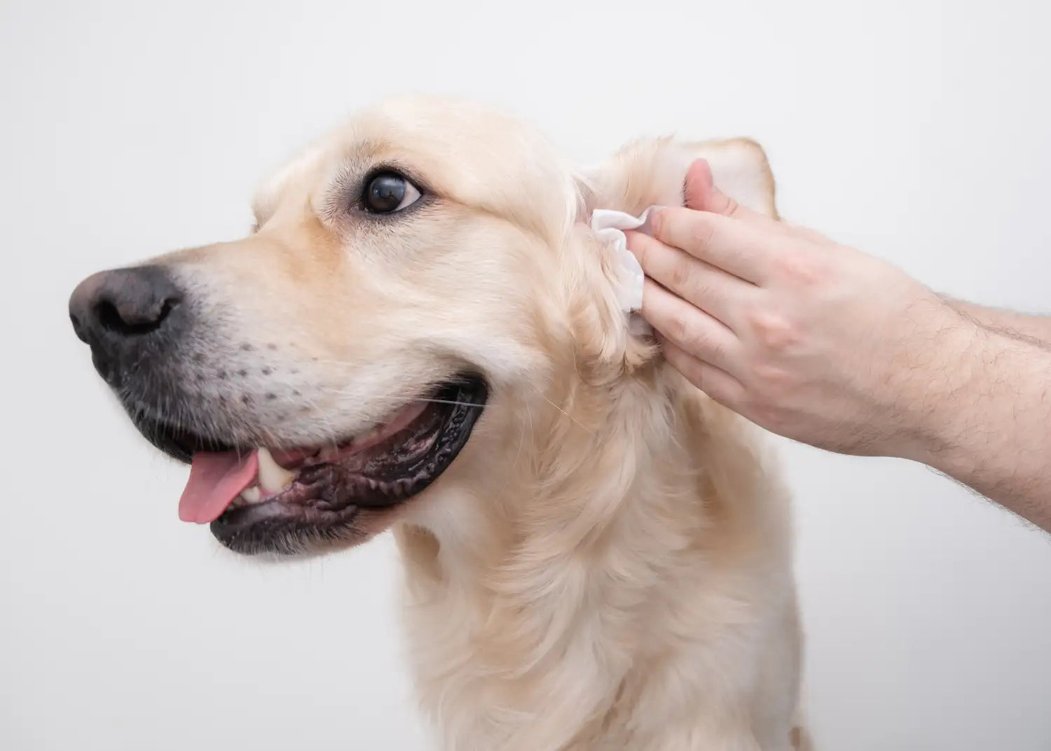Gezondheidsproblemen bij honden: Oorontsteking