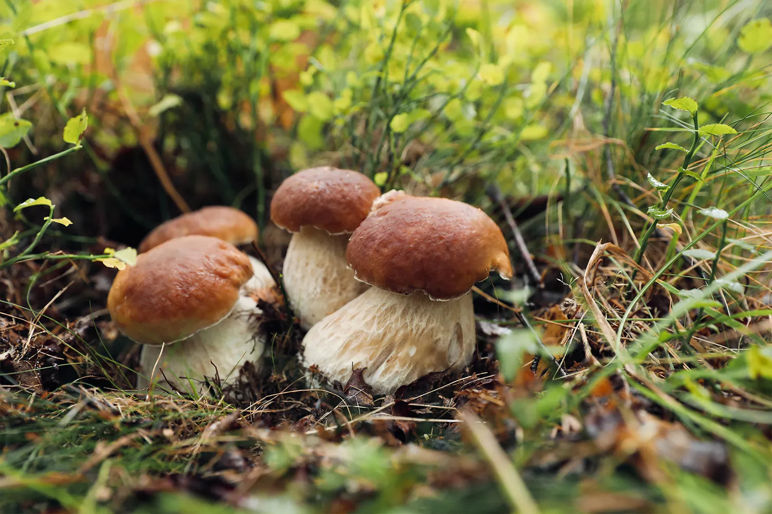paddestoelen zijn giftig voor honden