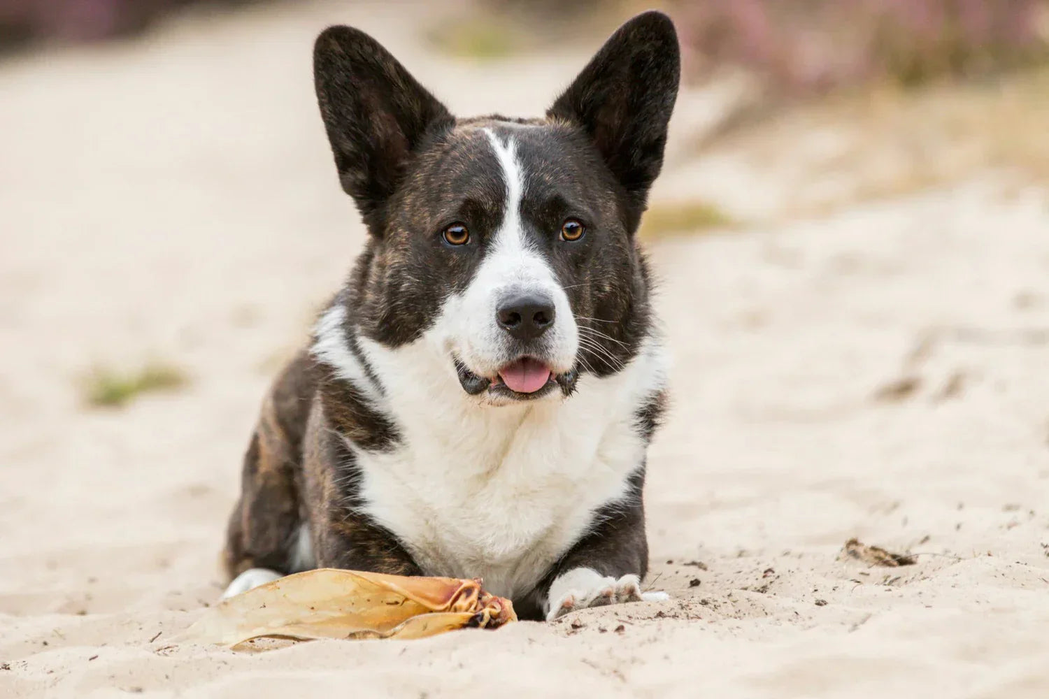 een corgi met een runderoor, een snack met een laag vetpercentage
