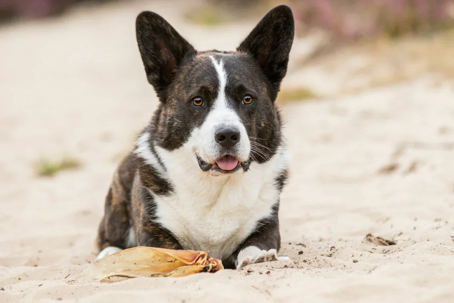 een corgi met een runderoor, een snack met een laag vetpercentage
