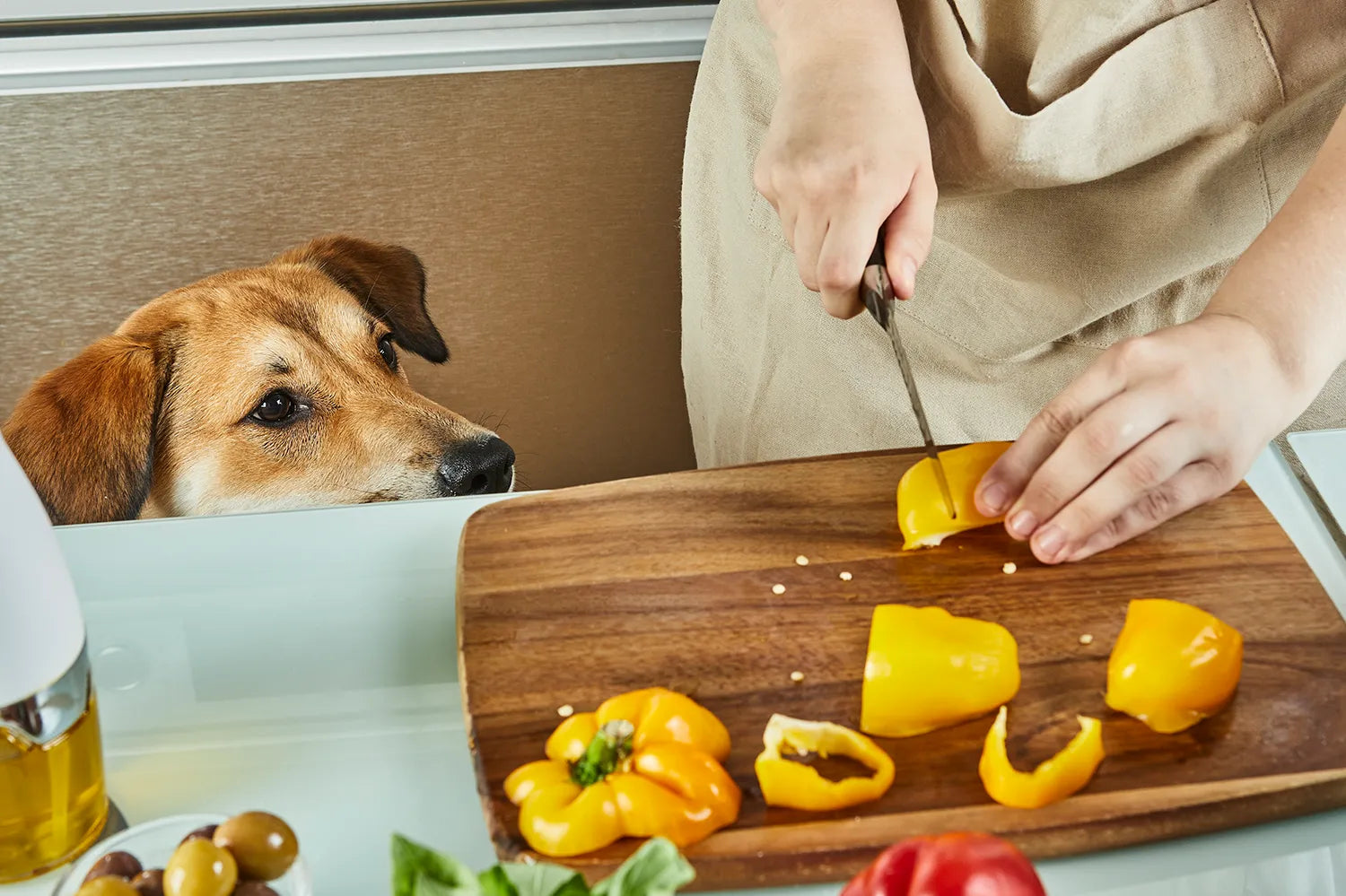 Mag een hond paprika eten?