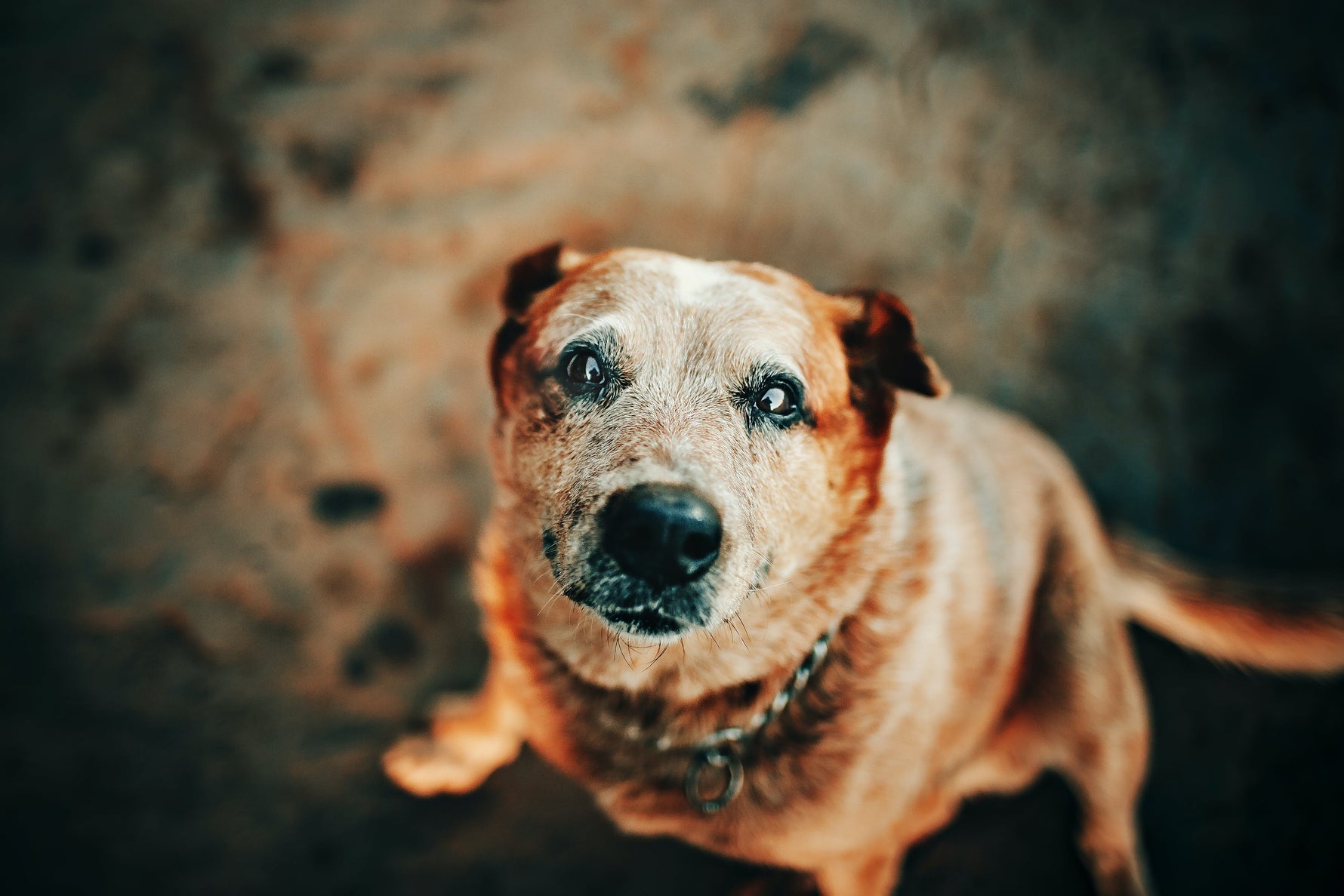 Gezonde hond: snacks voor de oudere hond