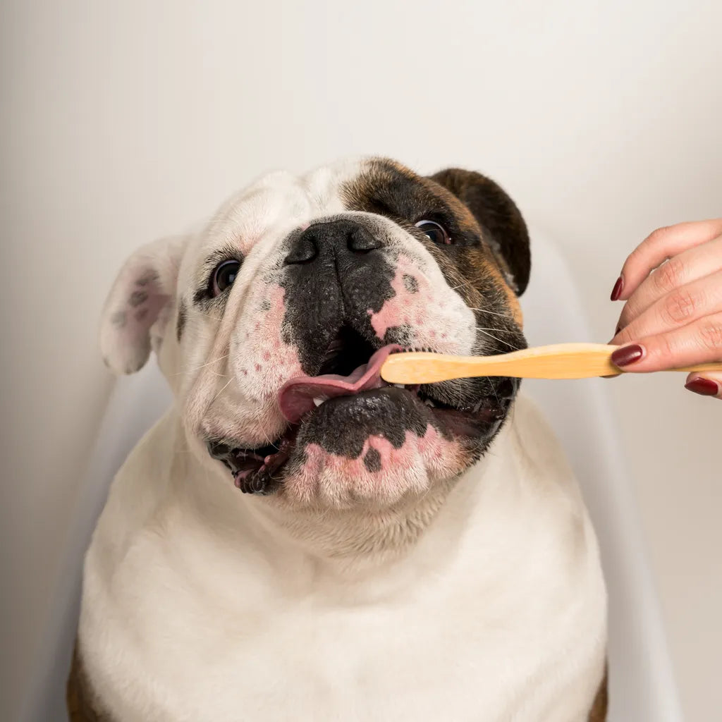 Hoe verzorg je het gebit van jouw hond