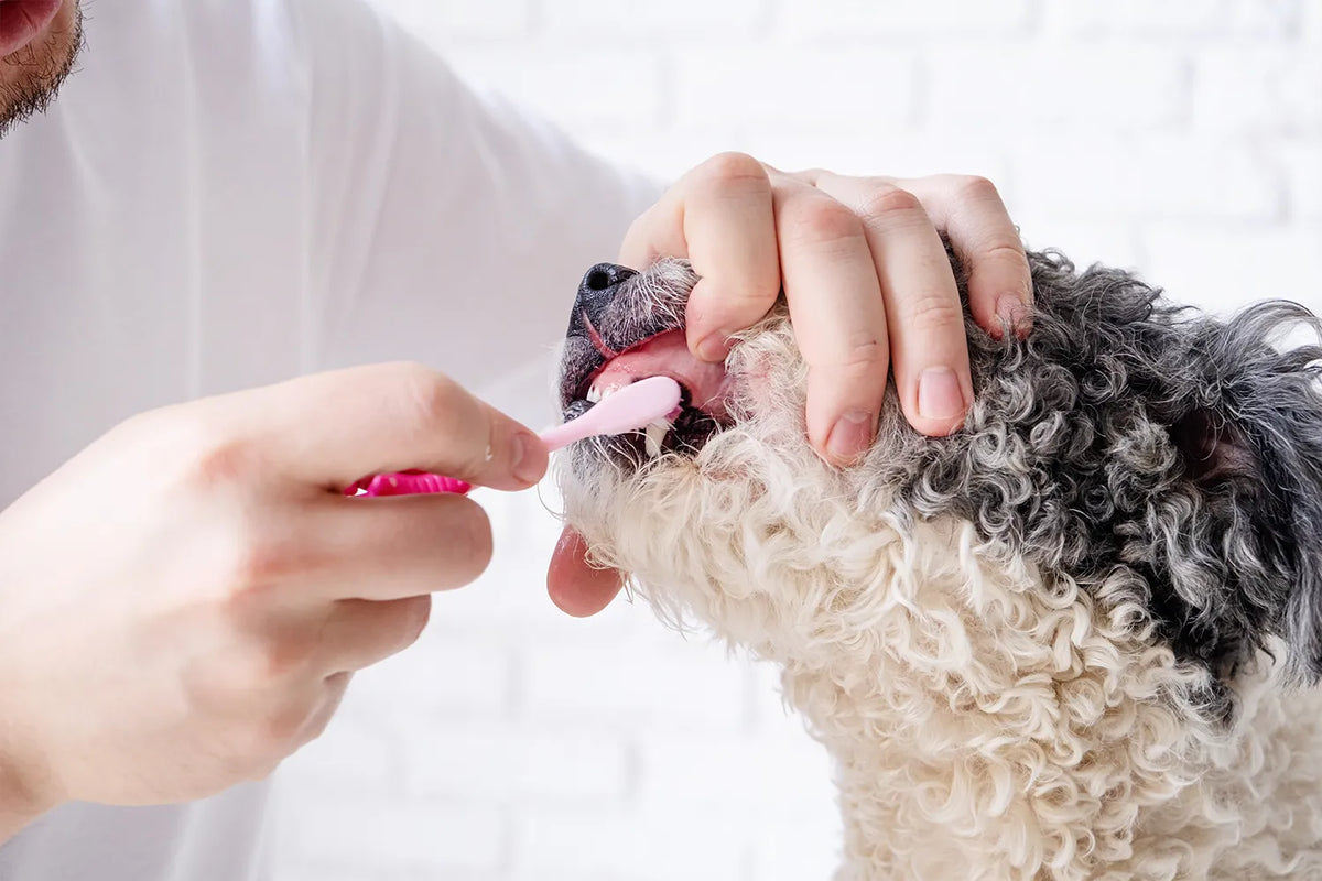 Tanden poetsen bij je hond: zo begin je ermee