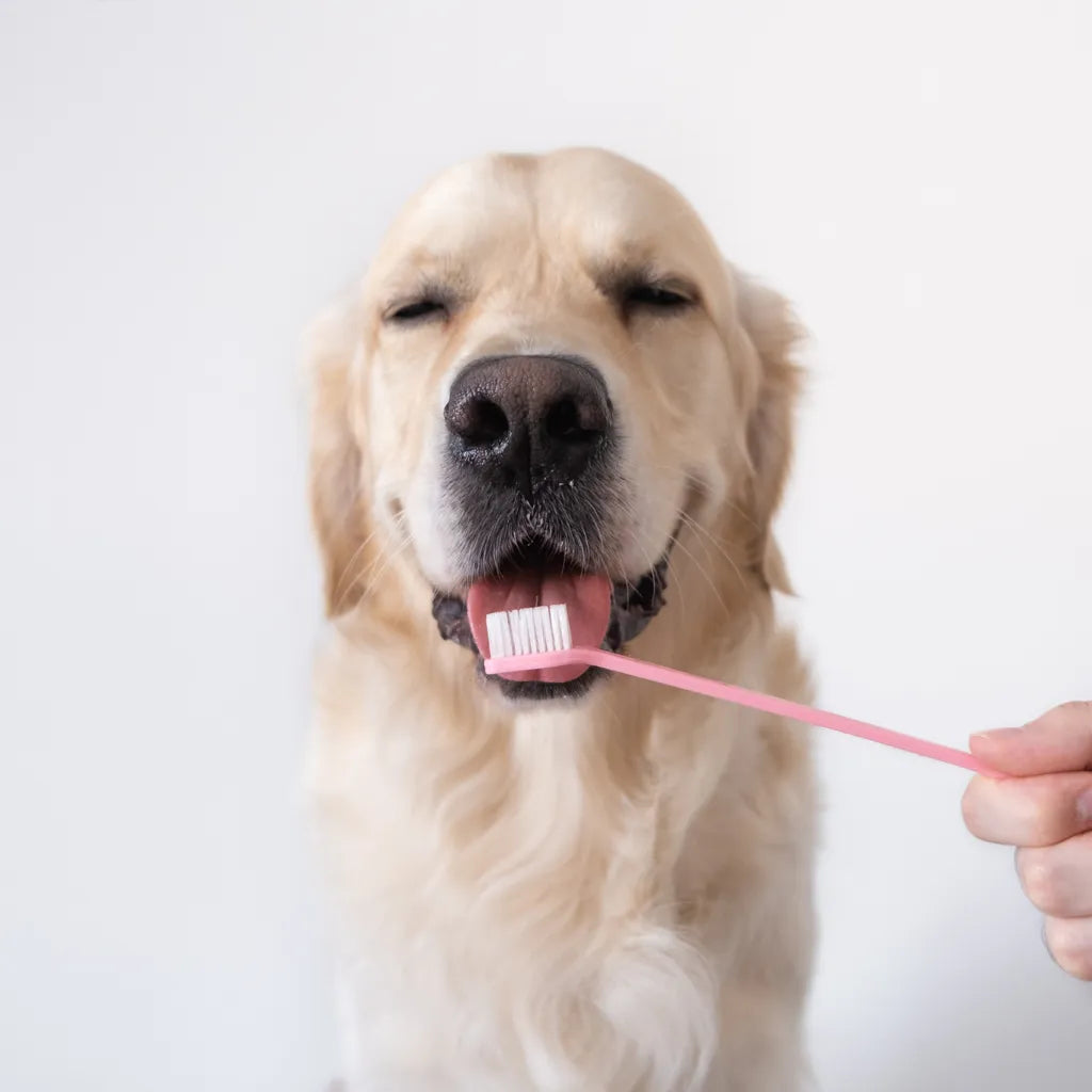 Hoe verzorg je het gebit van jouw hond