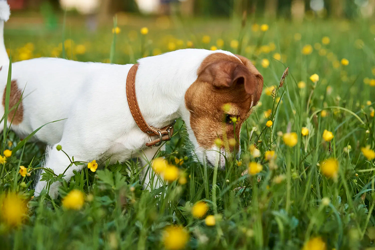Snuffelwandeling voor je hond: waarom snuffelen net zo belangrijk is als eten en slapen