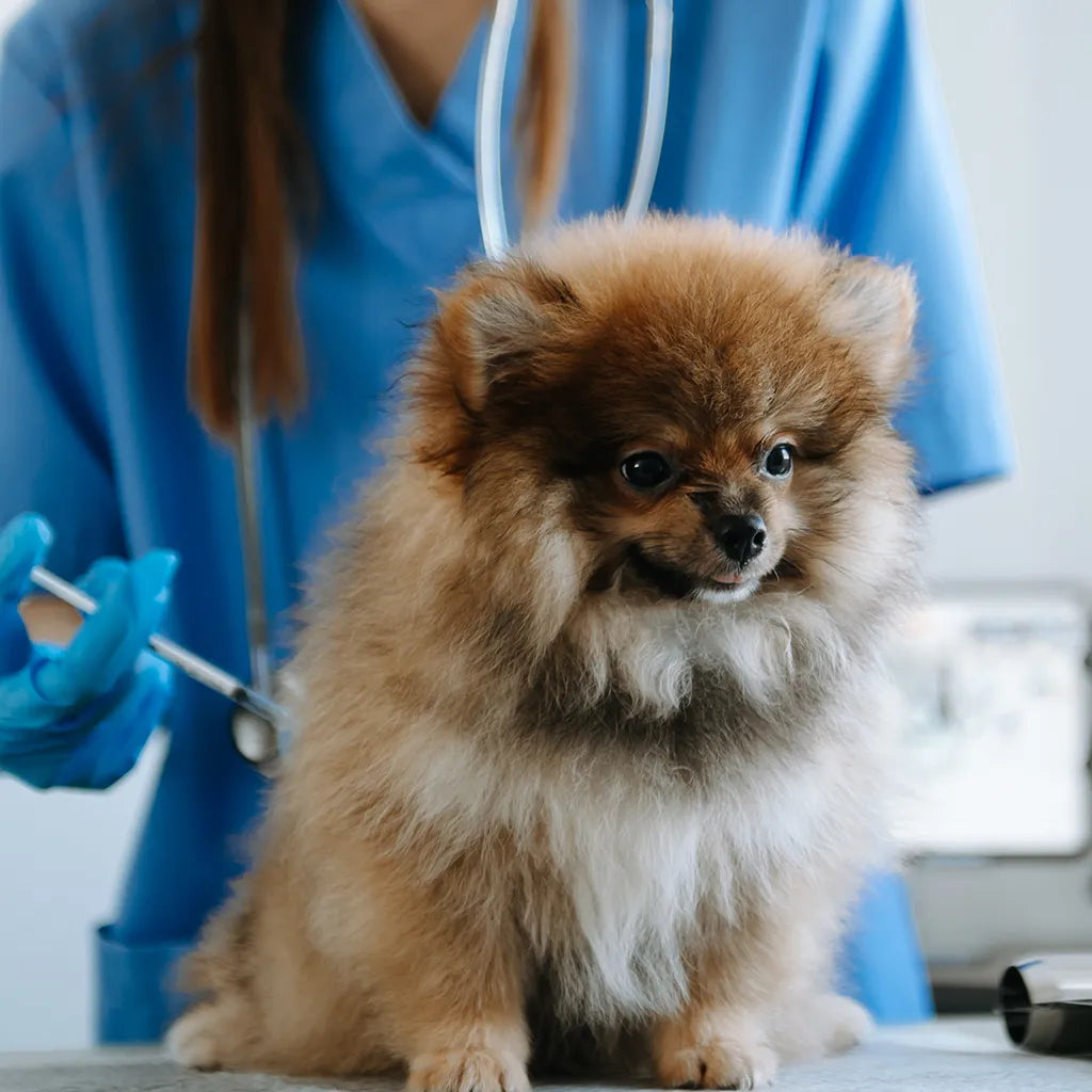 Waarom preventieve zorg bij honden geen overbodige luxe is – met dierenarts Piet Hellemans