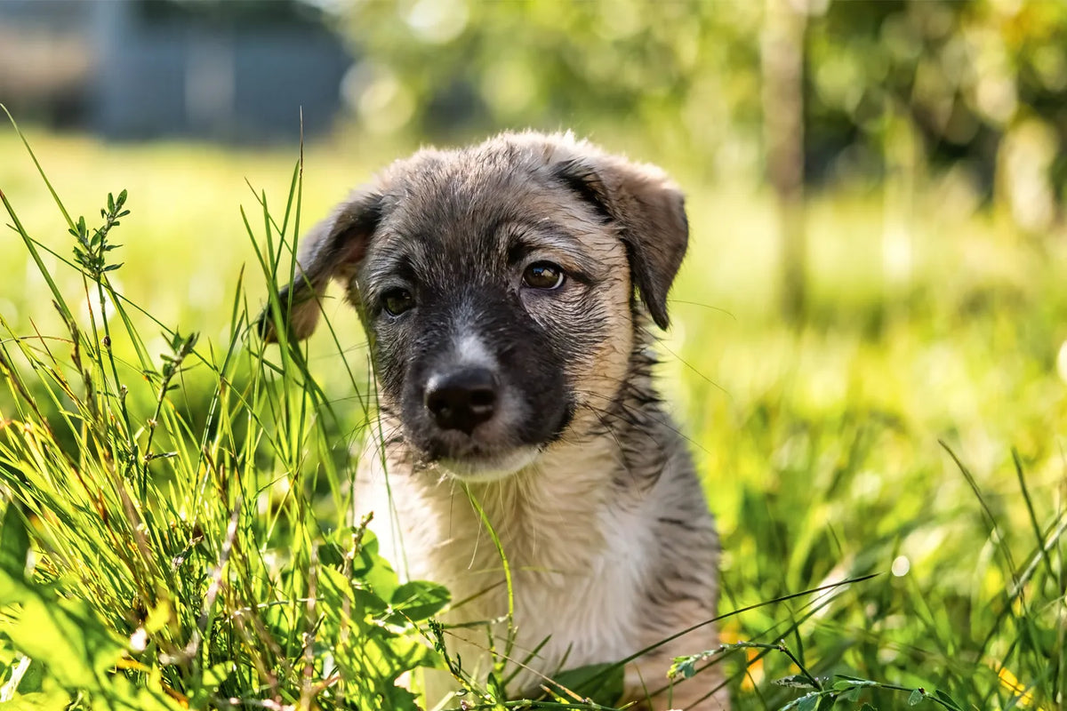 Puppy ophalen checklist: wat heb je nodig en wat doe je op de dag zelf?