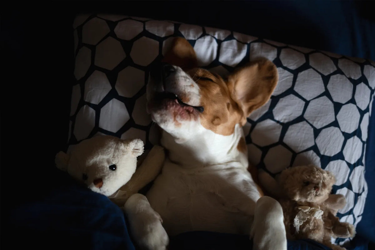 Eerste nacht met een puppy: zo help je hem rustig door de nacht