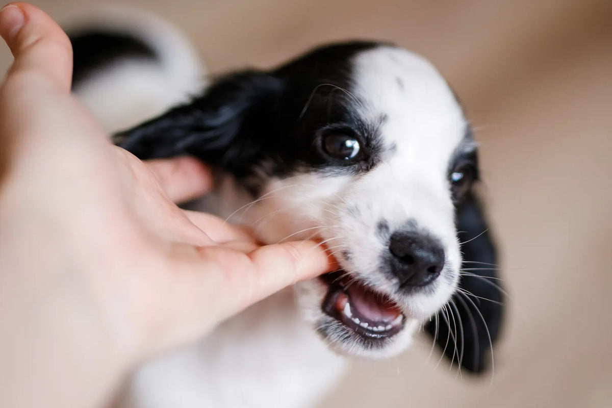 Puppy bijten afleren: waarom pups bijten en wat je ze leert