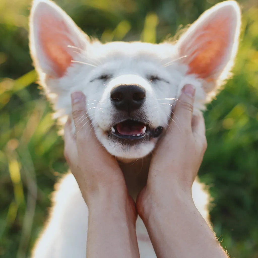 Het puppygebit met Dokter Eef tandheelkundig dierenarts
