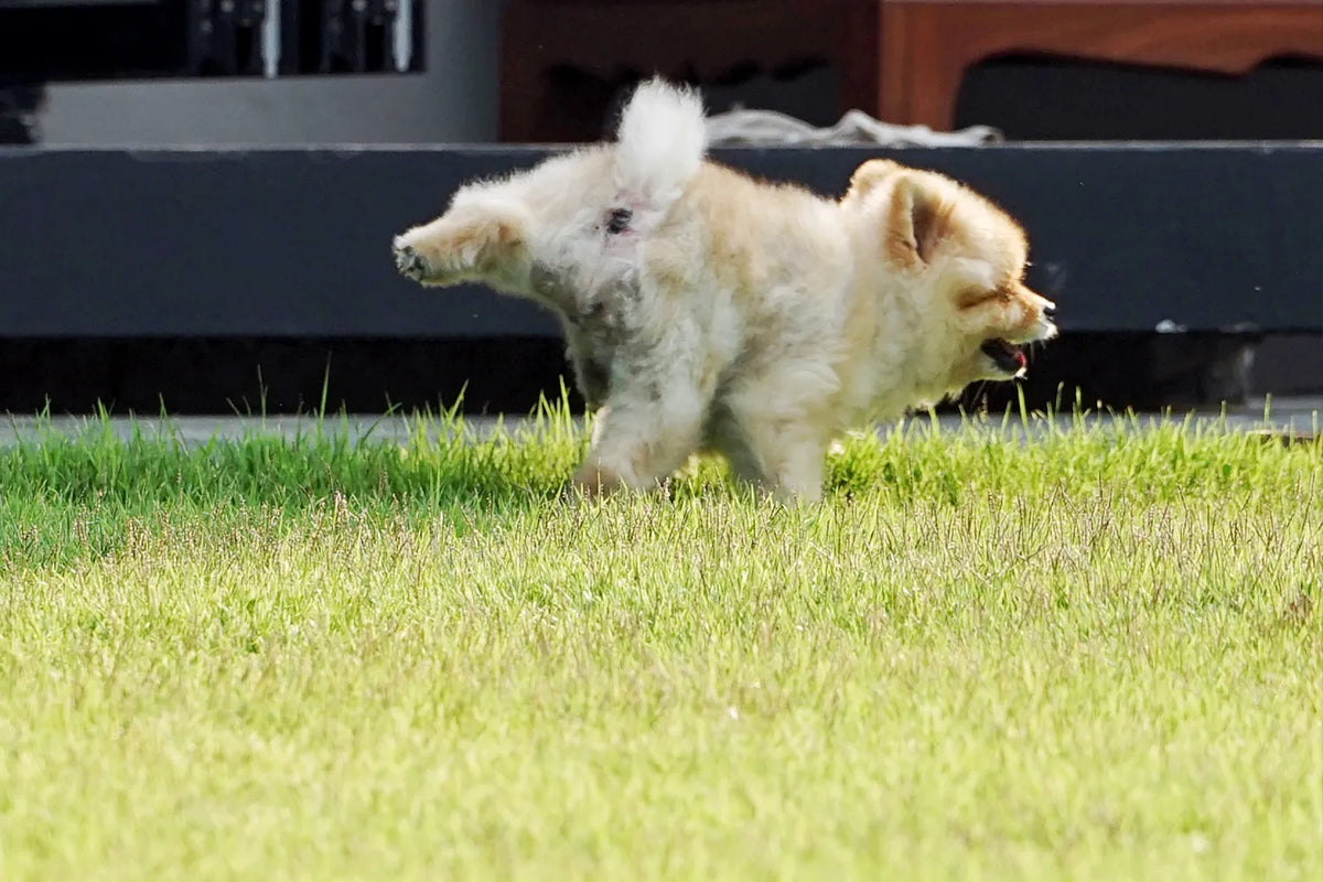 Puppy zindelijk maken: zo pak je het stap voor stap aan