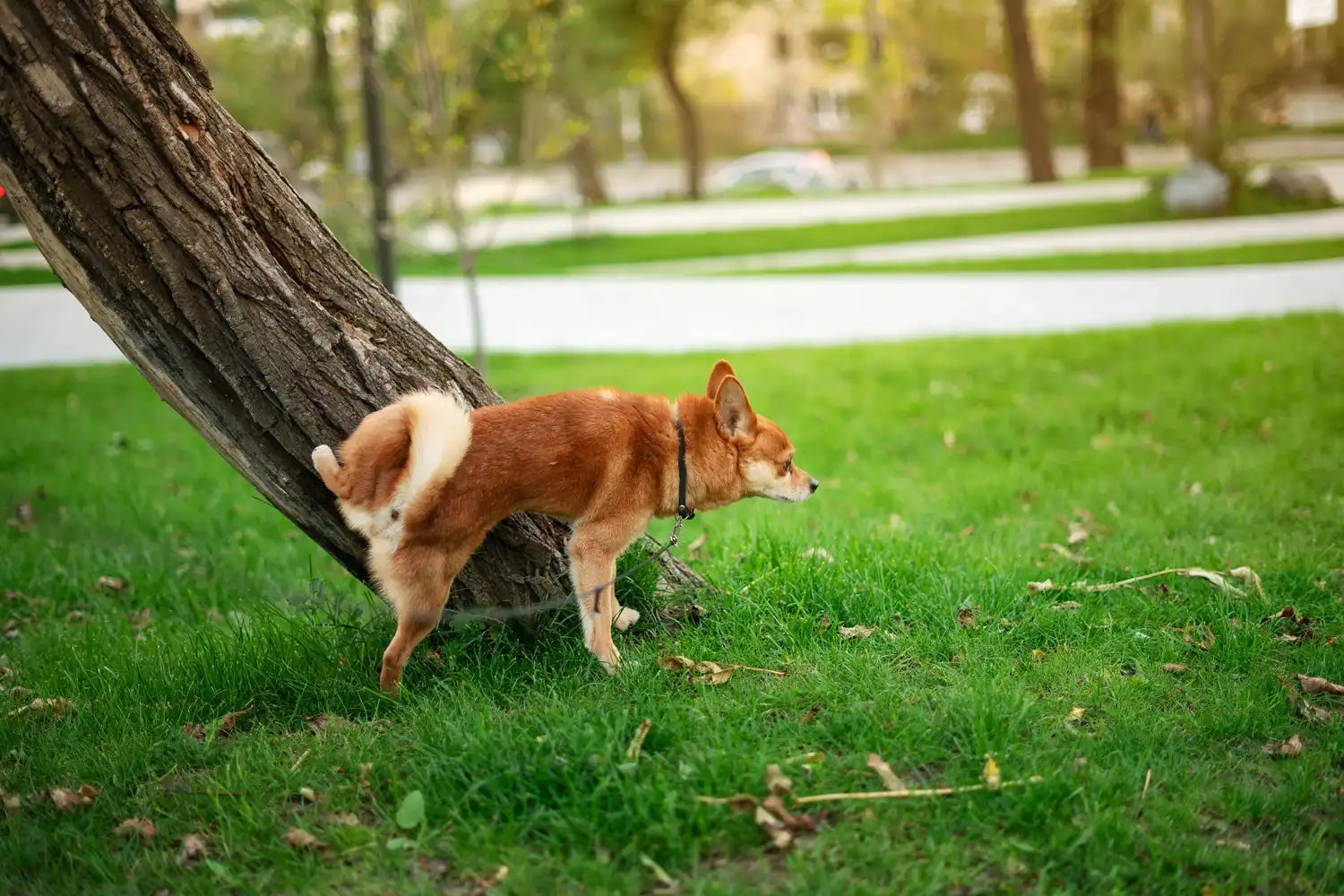 Gezondheidsproblemen bij honden: Blaasproblemen & snacks