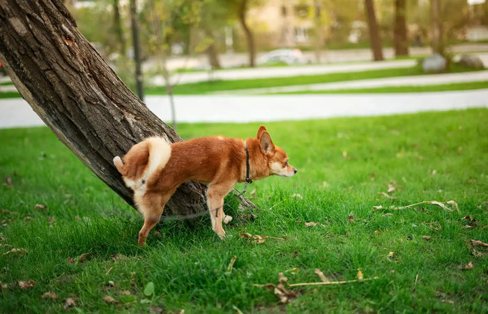 Gezondheidsproblemen bij honden: Blaasproblemen & snacks