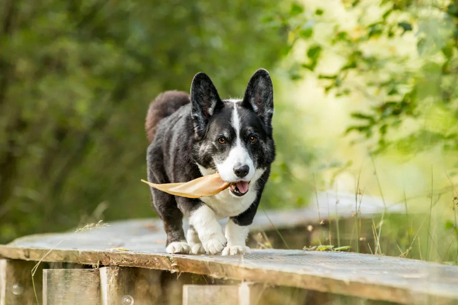 Runderoren voor honden: voordelen, varianten en hoe vaak je ze kunt geven