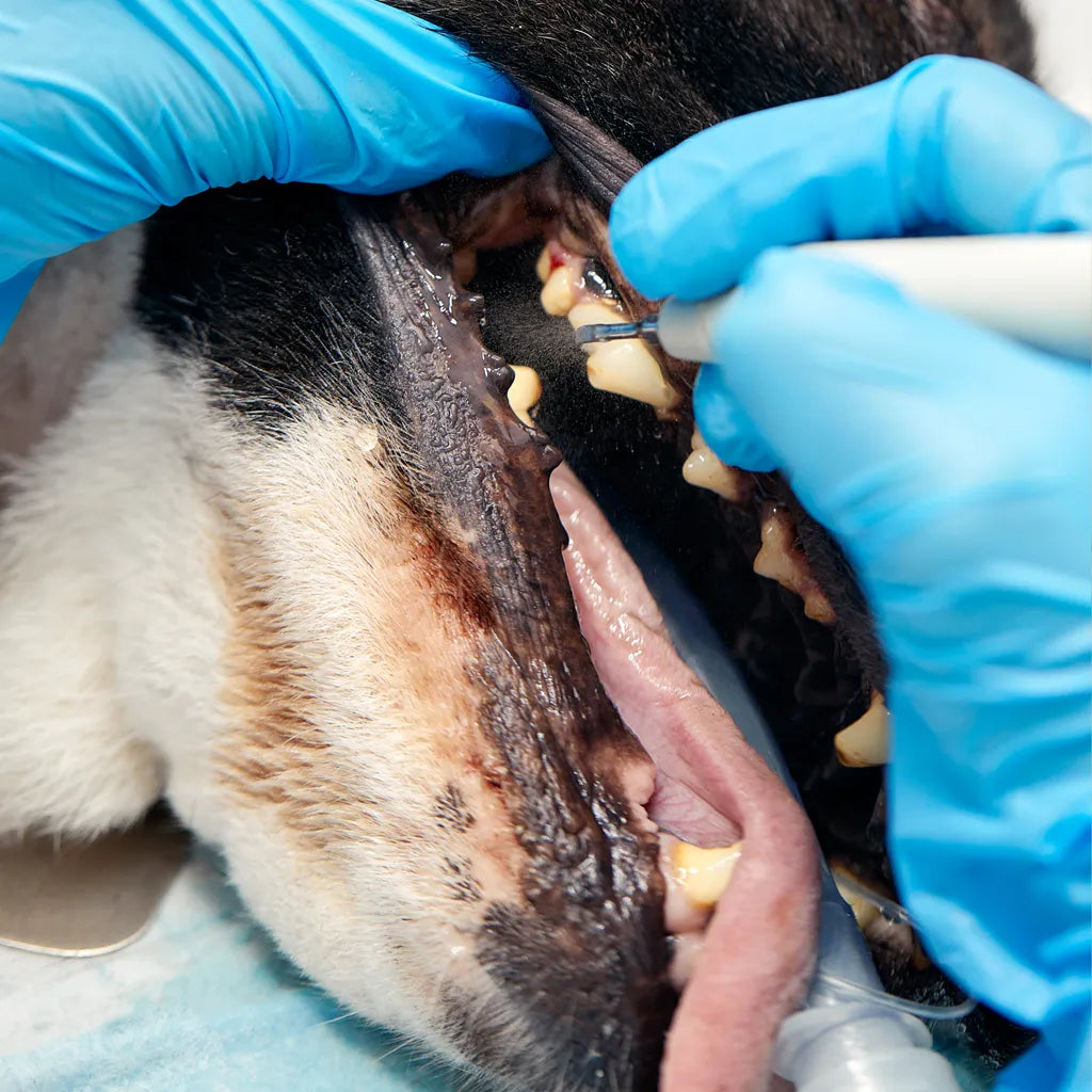 Het Gebit van de Senioren Hond – Wat Je Moet Weten