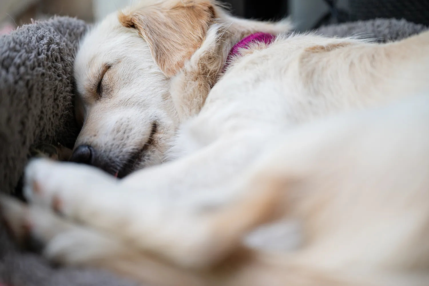 Bello's podcast, Slaap bij Honden hoeveel is genoeg en waarom is het belangrijk? met Monique Bladder