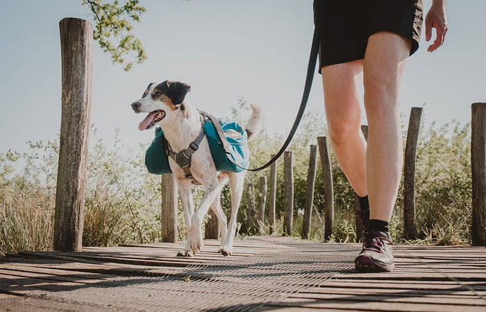 Hondensport: Backpacken met je hond