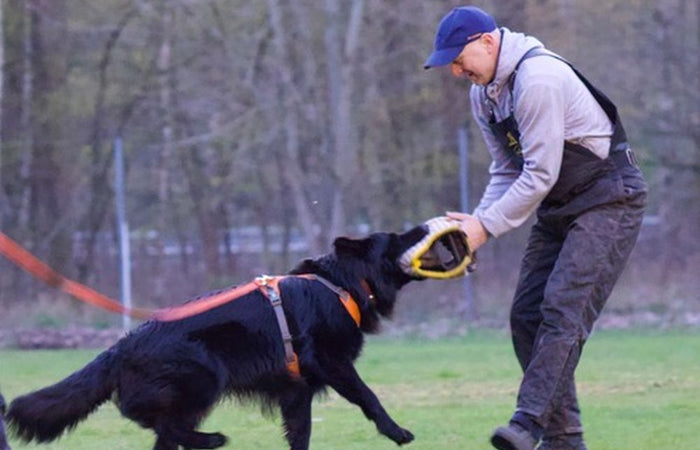 Hondensport: IGP