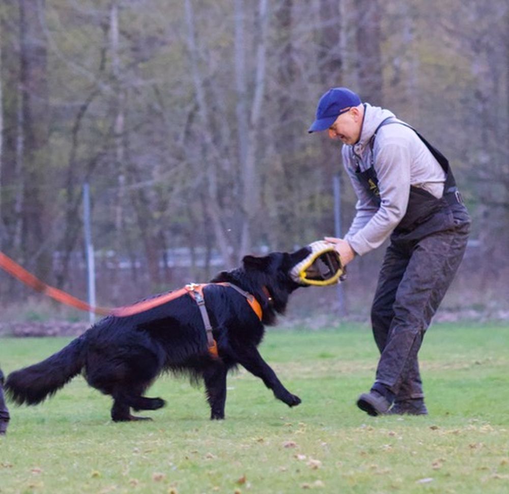 Hondensport: IGP