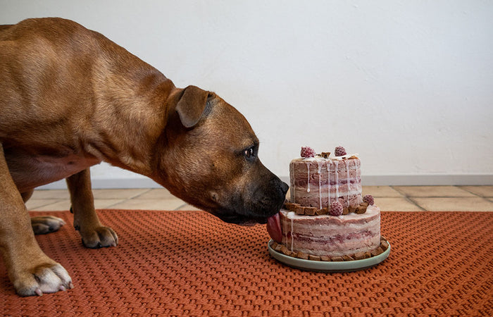 recept voor een gezonde verjaardagstaart voor je hond