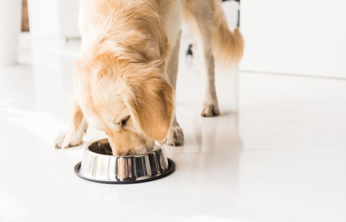To eat or not to eat? Allergie of voedselovergevoeligheid bij honden