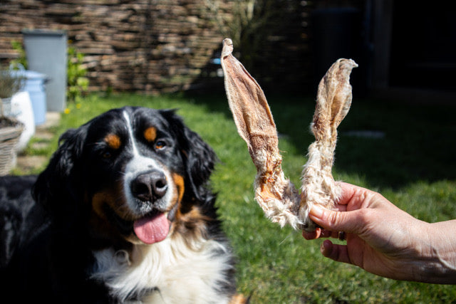 Gezonde hond: hondensnacks met vacht