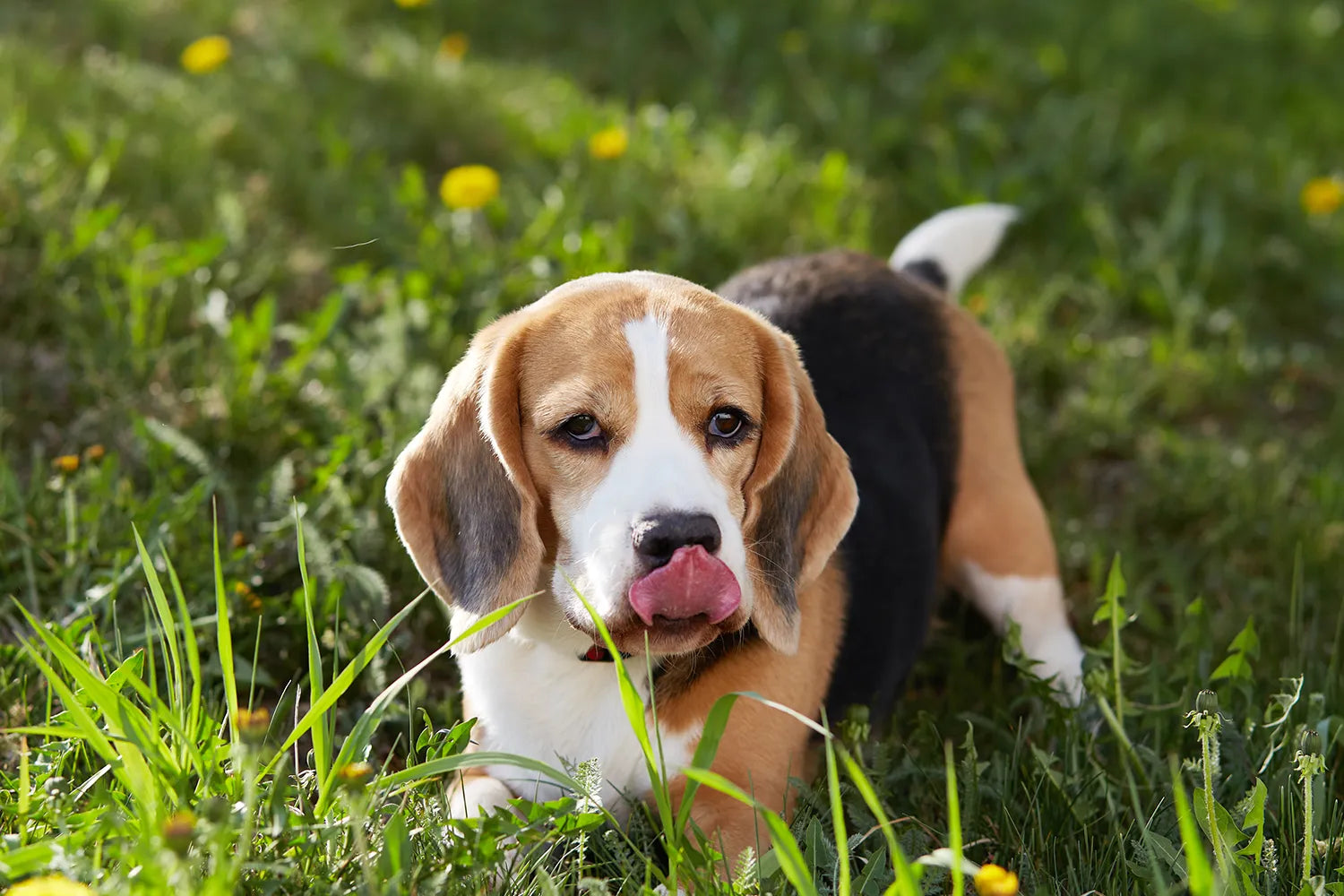 Overgeven bij de hond: oorzaken en wanneer naar de dierenarts