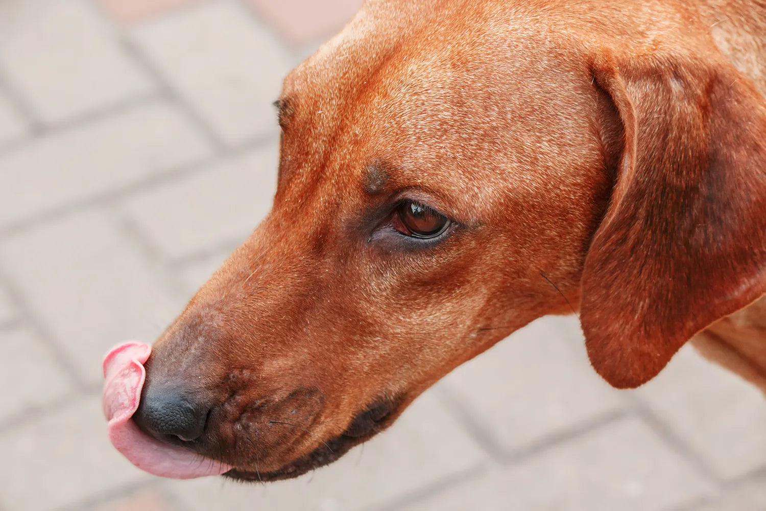 Tongelen bij honden: wat betekent het en wanneer is het stress?