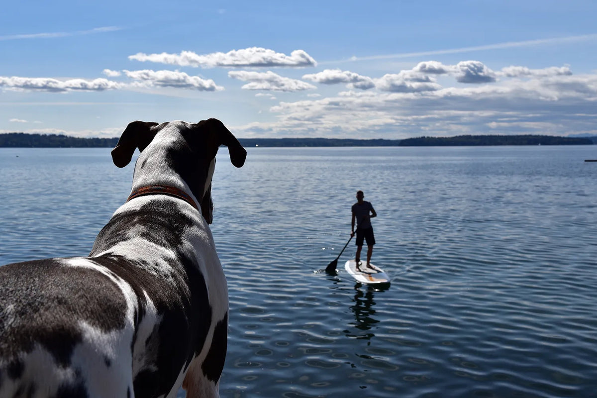 Suppen met je hond: zo begin je veilig