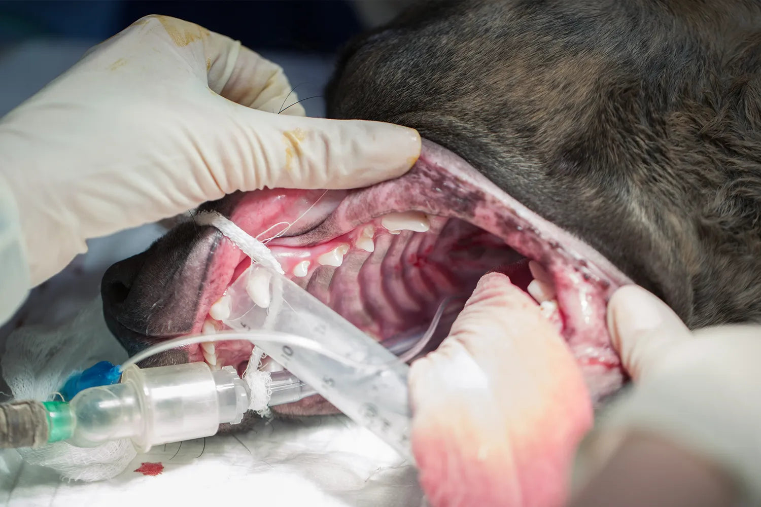 Waarom stinkt mijn hond uit zijn bek?