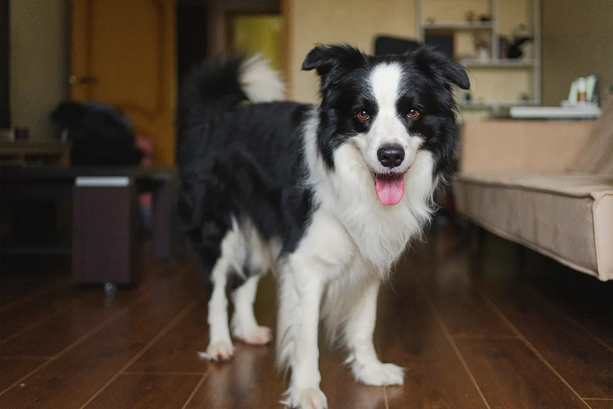 Hond leren alleen thuis te zijn: stap voor stap opbouwen